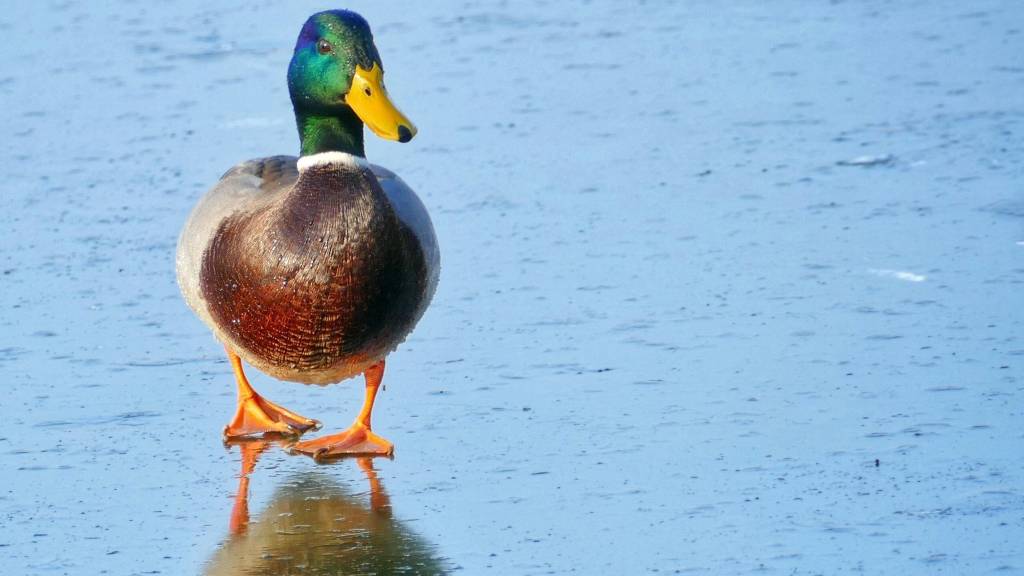 بازار کریپتو